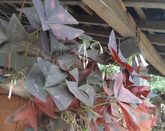 20 Purple Oxalis Triangularis Seeds: Rare Shamrock, Delicate Blooms