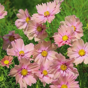 150 Apricotta Cosmos Seeds | Soft Peach-Pink Blooms | Garden Planting | Non-GMO | USA Seller