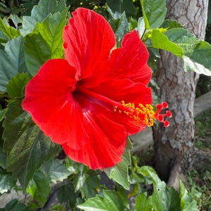 Rare 10 Seeds Luna Red Hardy Hibiscus Moscheutos Flower Small Bush Seeds Easy Grow Fast SHip