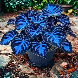 Puede incluir: Una planta en maceta con hojas grandes en forma de corazón. Las hojas presentan una llamativa combinación de azul oscuro y vetas azul claro, creando un contraste audaz. La planta está en una maceta oscura, sobre un fondo natural.