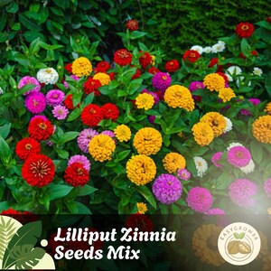 50 Lilliput Zinnia Seeds Mix GMO-vrije, kleurrijke jaarlijkse bloemen, gemakkelijk te kweken