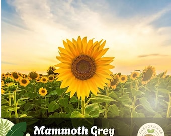 15 semi di girasole Mammoth Grey Stripe, fiori da giardino alti, giganti, non OGM
