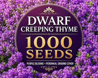 1000 Dwarf Creeping Thyme Seeds | Purple Blooming Perennial Ground Cover | Low Growing Garden Seeds | Rock Garden & Pathway Plant