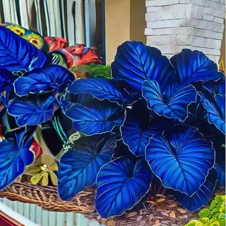 Variegated Taro 50 Variegated Taro Seeds | Rare Bicolor Colocasia | Gradient Foliage ...