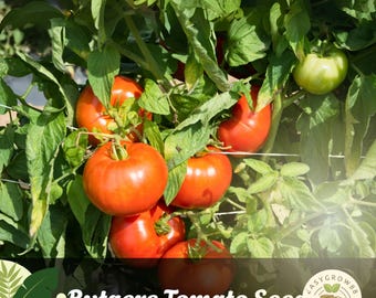 May include: Image of a tomato plant with several ripe, red tomatoes and green leaves. The text "Rutgers Tomato Seed" is displayed at the bottom of the image. A few unripe, green tomatoes are also visible.