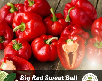Keystone Giant Sweet Pepper - 20 Seeds - Huge - Hirt's Gardens