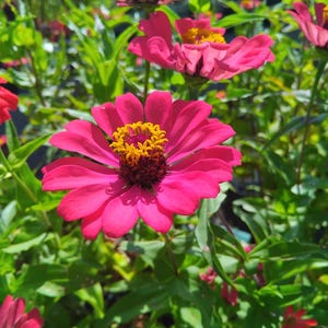 100 rosa Zinnie Samen: Heirloom Single Bloom, Bestäuberfreundlich einfach Wachsen