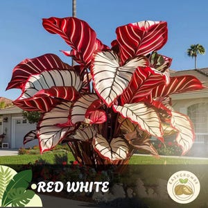 100 semi di Caladium rossi e bianchi, fogliame da giardino tropicale all&#39;ombra, facile da coltivare