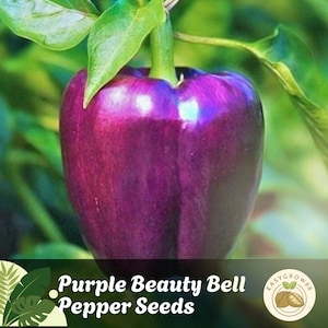 25 Purple Beauty Bell Pepper Seeds: Sweet Heirloom, Non-GMO