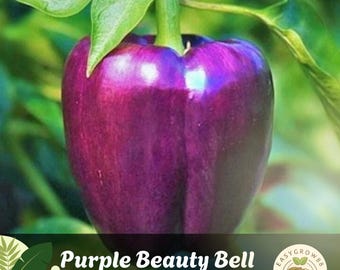 25 Purple Beauty Bell Pepper Seeds: Sweet Heirloom, Non-GMO