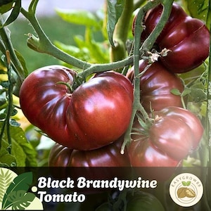Op de afbeelding: Close-up van Black Brandywine-tomaten aan de wijnstok. De tomaten hebben een dieprode tot paarse kleur met een licht geribbelde textuur. De afbeelding bevat ook groene stelen en bladeren, met de tekst "Black Brandywine Tomato".