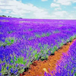 1200 Lavender Vera Seeds | Fragrant Perennial Herb | Classic Garden Favorite | Non-GMO | Easy to Grow | Spring Planting
