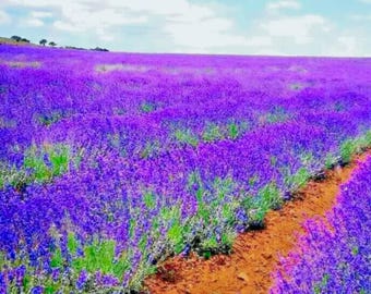 1200 Lavender Vera Seeds: geurig overblijvend kruid, gemakkelijk te kweken
