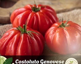 30 Costoluto Genovese Tomato Seeds: Heirloom Italian Variety, Rich Flavor