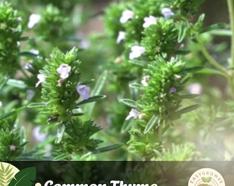 3500 Common Thyme Seeds Heirloom, GGO-vrij, keukenkruid, gemakkelijk te kweken