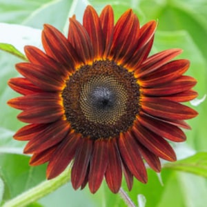 75 Red Sun Sunflower Seeds | Rare Heirloom Variety | Tall Cut Flower | Non-GMO USA Grown | Bold Red Blooms | Garden Favorite