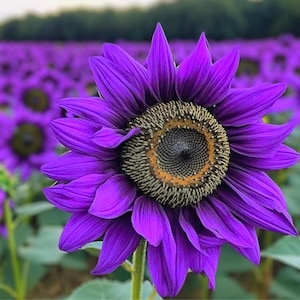 Violet Majesty Sunflower Seeds: Rare Heirloom, Purple Blooms Easy Grow