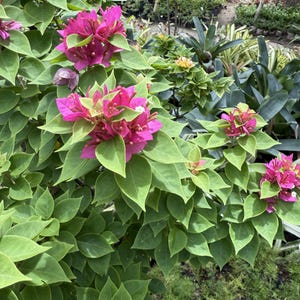Rare 25 Seeds Pink Bougainvillea Flowers Bougainvillea spectabilis Fast SHip
