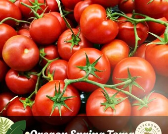 30 semillas de tomate de primavera de Oregón: reliquia, sin OMG, cosecha temprana
