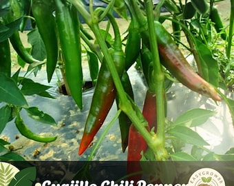 50 semi di peperoncino Guajillo: varietà antica non OGM