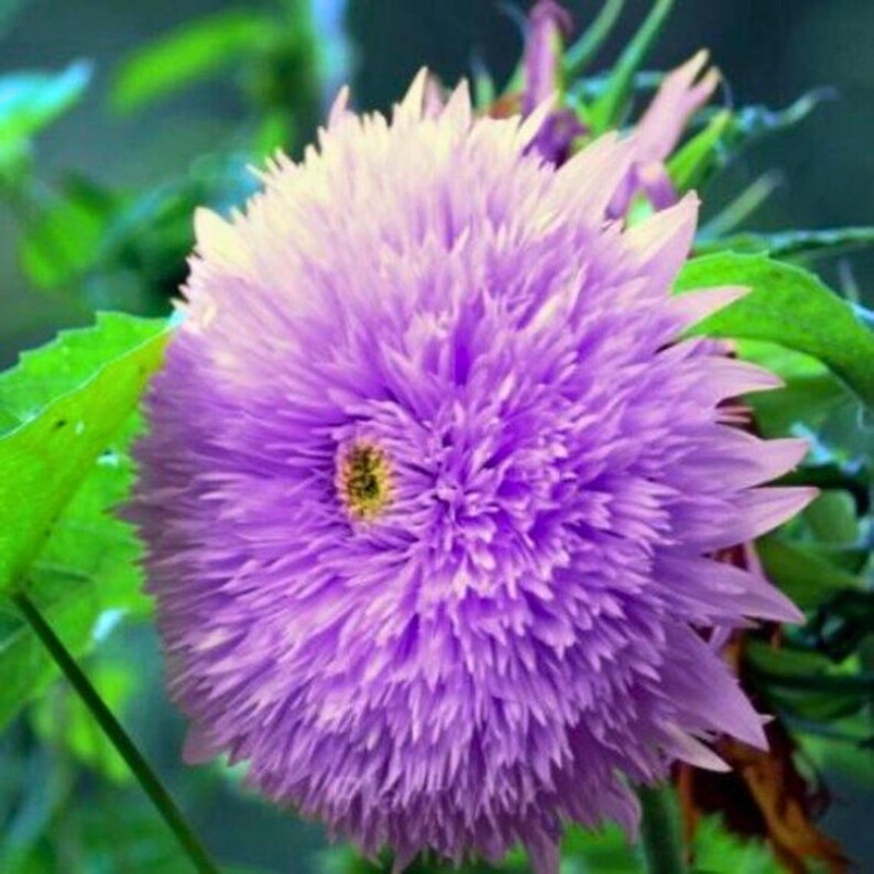 Teddy Bear Sunflower Seeds – Non-GMO Heirloom, 20 Fresh Seeds, Easy To Grow, USA