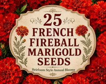 25 French Fireball Marigold Seeds | Bright Orange Red Marigold Flowers | Heirloom Style Annual Garden Blooms | Non-GMO Seeds