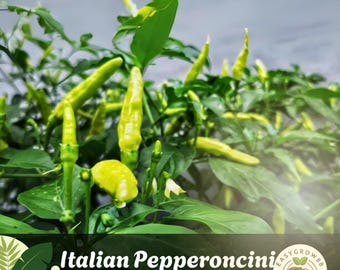 25 graines de poivre Pepperoncini italien : variété ancienne de Friggitello