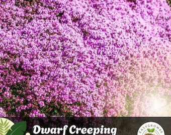 1000 Dwarf Creeping Thyme Seeds Purple Blooms, Perennial Ground Cover Easy Grow