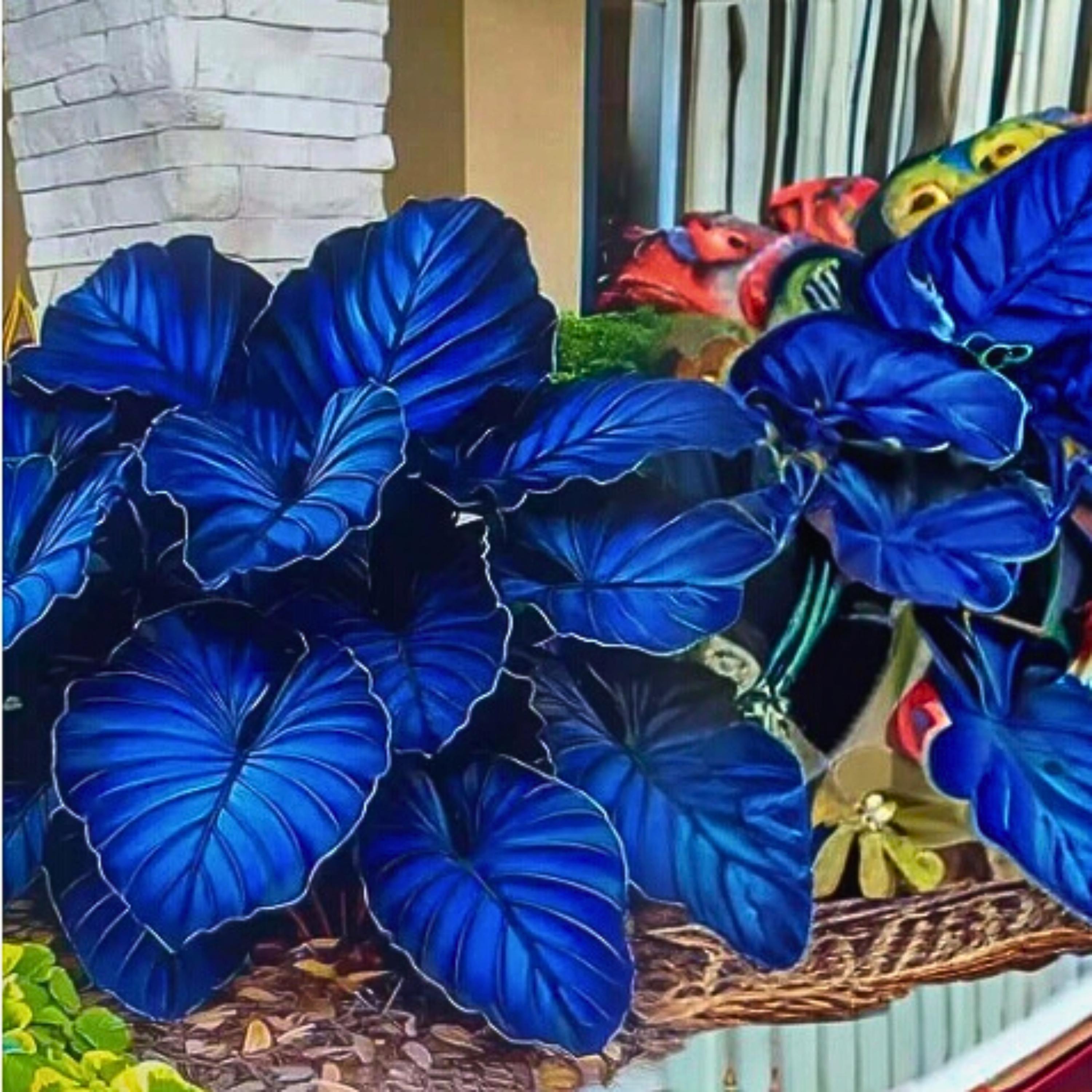 Variegated Taro 50 Variegated Taro Seeds | Rare Bicolor Colocasia | Gradient Foliage ...