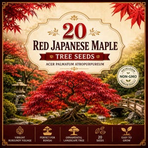 20 Red Japanese Maple Tree Seeds | Acer palmatum atropurpureum | Bonsai Seeds | Ornamental Landscape Tree | Japanese Maple Garden Seeds