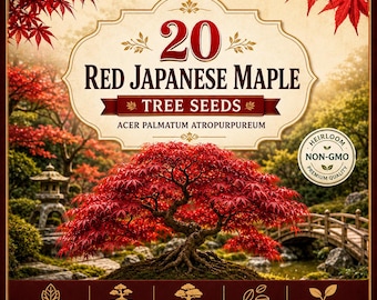 20 Red Japanese Maple Tree Seeds | Acer palmatum atropurpureum | Bonsai Seeds | Ornamental Landscape Tree | Japanese Maple Garden Seeds