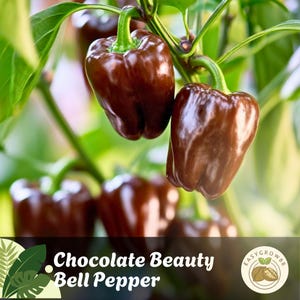 チョコレートビューティーベルペッパーシード25粒（非遺伝子組み換え伝統品種スイートペッパー）