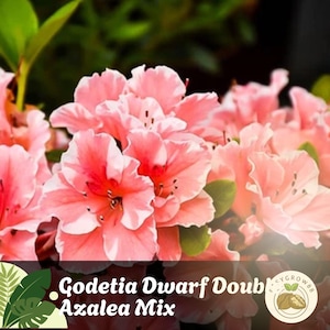 Puede incluir: Primer plano de un grupo de flores Godetia Dwarf Double Azalea Mix rosas y blancas. Las flores tienen un gradiente de color vibrante, con centros rosas más oscuros que se desvanecen hacia bordes blancos. Se ven hojas verdes.