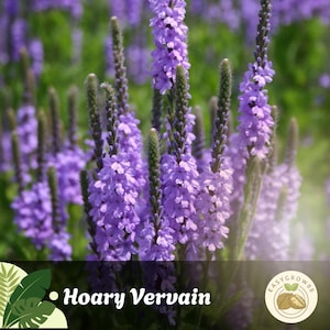 200 Hoary Vervain Seeds Wildflower, Verbena stricta, Non-GMO, Pollinator Friendly