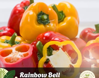 25 Rainbow Bell Pepper Seeds Colorful Sweet Bell Peppers, Non-GMO, Heirloom