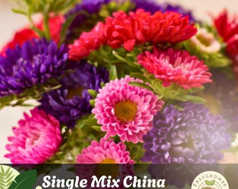 200 China Aster Seeds: Colorful Heirloom Garden Flowers, Single Mix