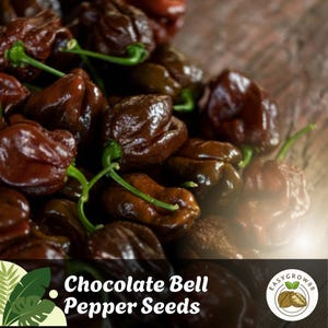 40 Chocolate Bell Pepper Seeds: Sweet Heirloom, Non-GMO Easy Grow