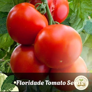 May include: A close-up of a cluster of red Floridade tomatoes on the vine, with green leaves. The tomatoes are round and smooth. The text "Floridade Tomato Seeds" is at the bottom of the image.