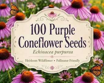 100 semi di echinacea purpurea / Echinacea purpurea / Semi di fiori selvatici antichi / Fiori viola che attirano gli impollinatori / Giardino rustico