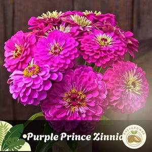 50 Purple Prince Zinnia Seeds: Non-GMO Heirloom Flower