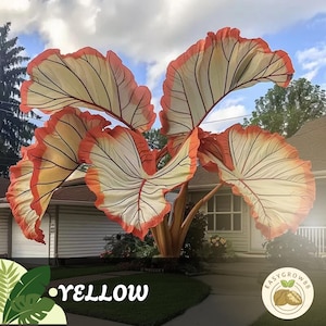 100 semi di Caladium, rara pianta ornamentale gialla da ombra tropicale, da giardino e da interno