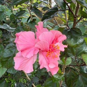 20 Double Pink Hibiscus Seeds: Perennial Flower Garden Easy Grow