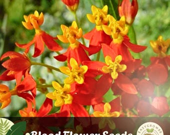 175 Blood Flower Seeds, Tropical Milkweed, Butterfly Garden
