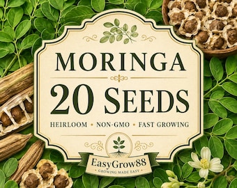 20 Moringa Seeds | Non-GMO Heirloom Moringa oleifera | Fast Growing Tropical Tree | Edible Leaf Garden Plant Seeds
