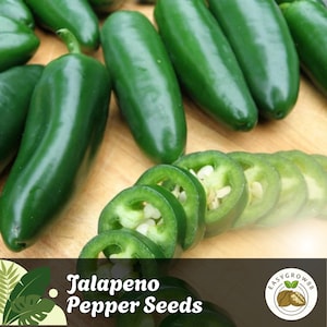 75 Jalapeño Pepper Seeds Medium Heat Non-GMO Organic Heirloom Variety for Garden Containers or Raised Beds