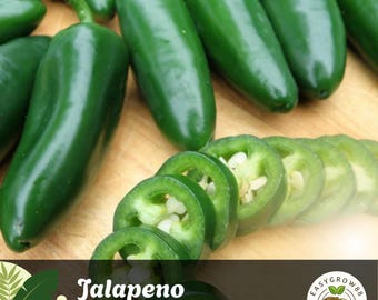 75 Jalapeño Pepper Seeds: Organic Heirloom Variety, Medium Heat Easy Grow