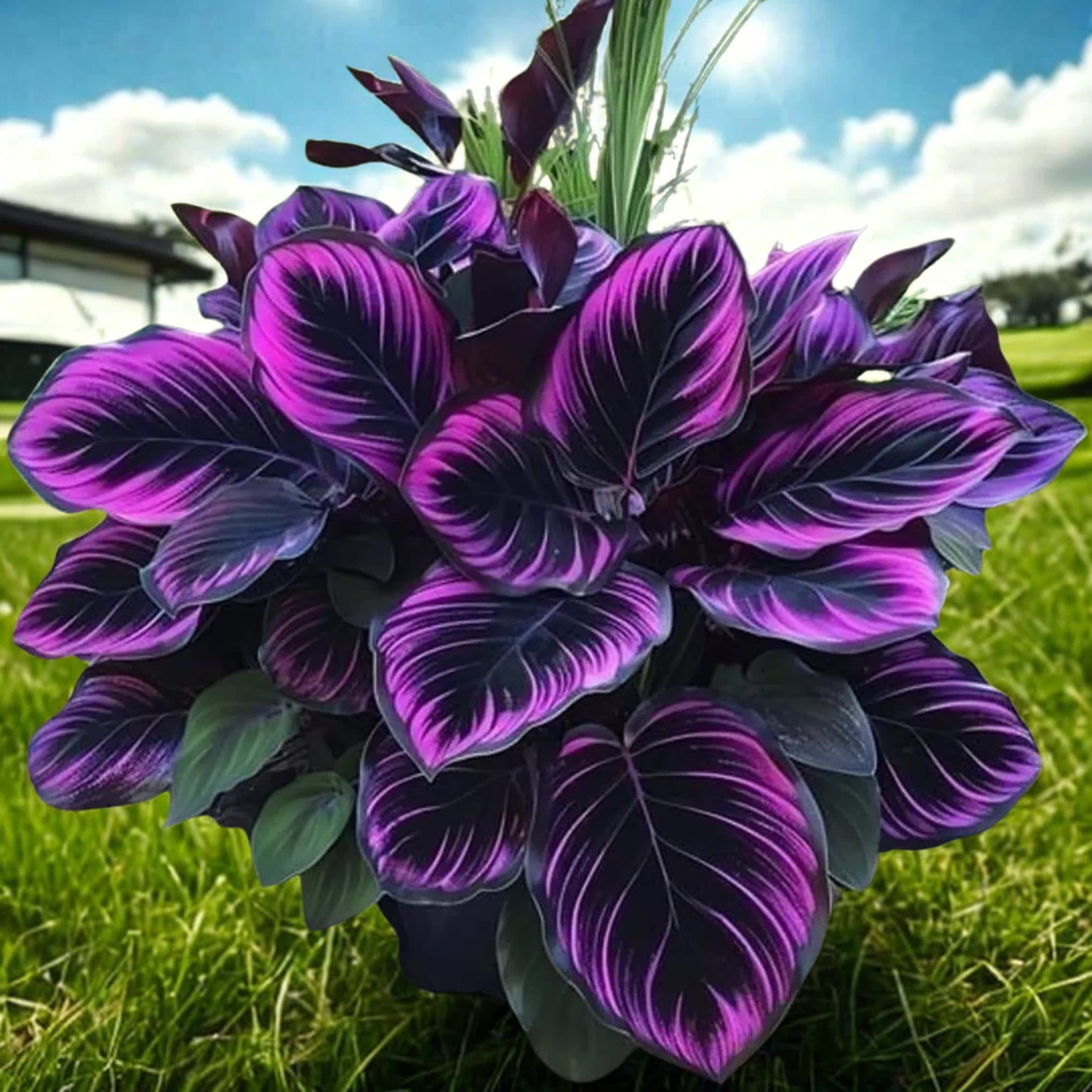25 Purple Tip Calathea Seeds: Couture Foliage Plant, Indoor/Outdoor Easy Grow