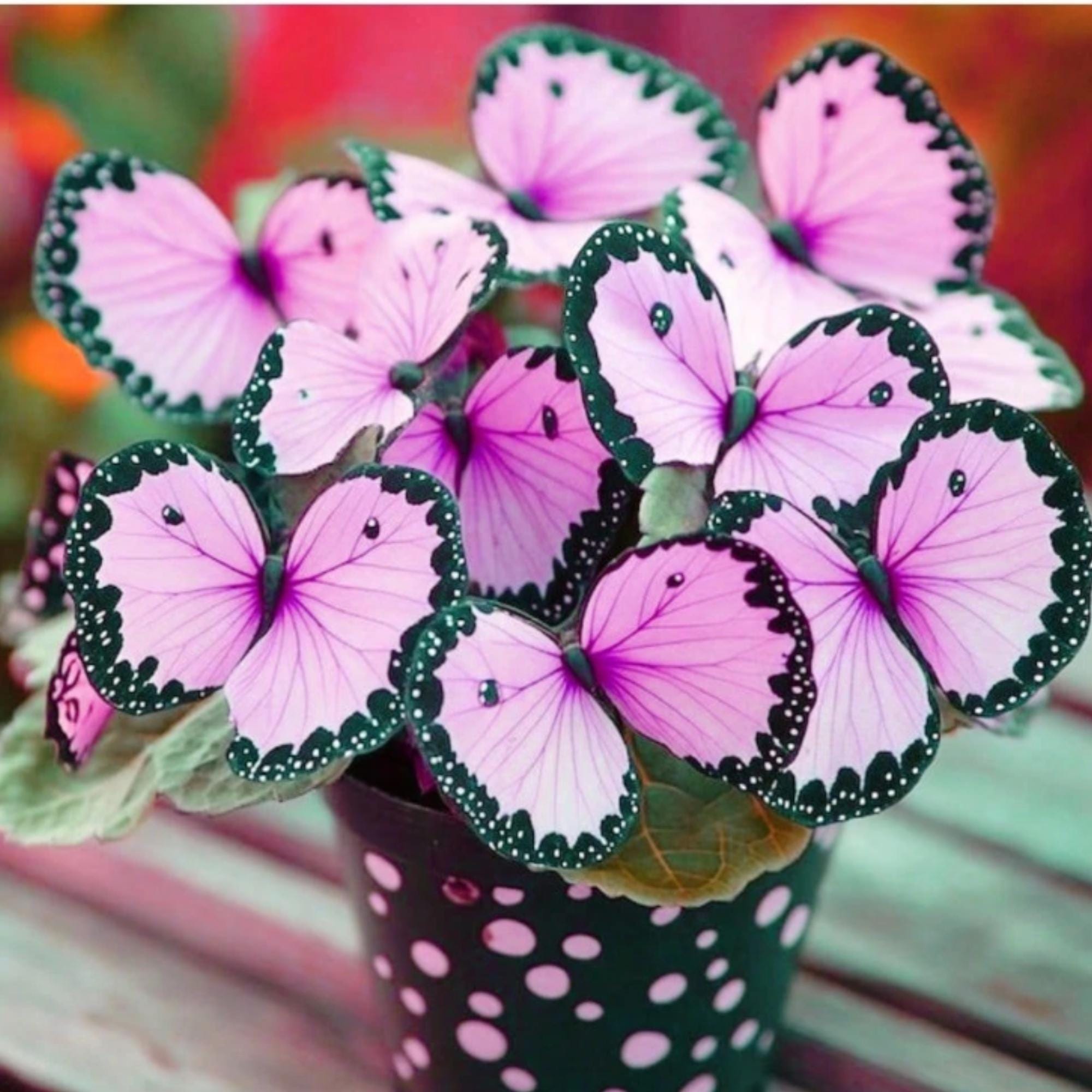 Moonlight butterfly begonia plants - Etsy 日本