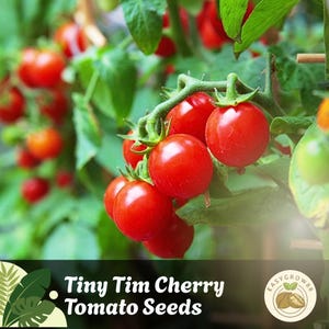 Peut inclure: Gros plan sur une grappe de tomates cerises Tiny Tim rouge vif sur une vigne verte avec des feuilles vertes. L'image comprend le texte "Tiny Tim Cherry Tomato Seeds".