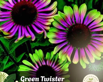 20 Green Twister Purple Coneflower Seeds Echinacea purpurea Unique Bi-Color Garden Flowers